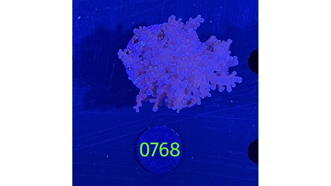 Euphyllia divisa aussi WYSIWYG 0768