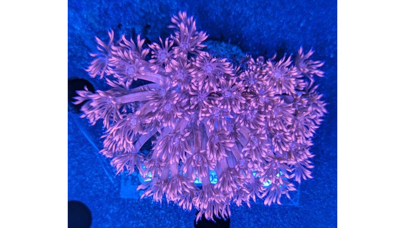 Goniopora sp. - Margeritenkoralle Pink/Rot Deutsche Nachzucht 0007