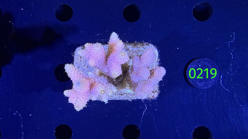 Acropora sp. WYSIWYG 0219