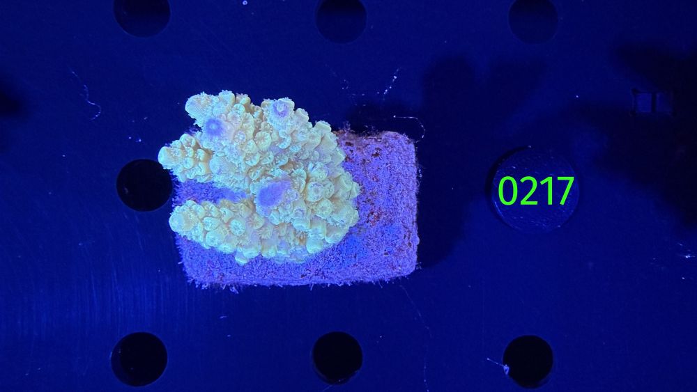 Acropora sp. WYSIWYG 0217