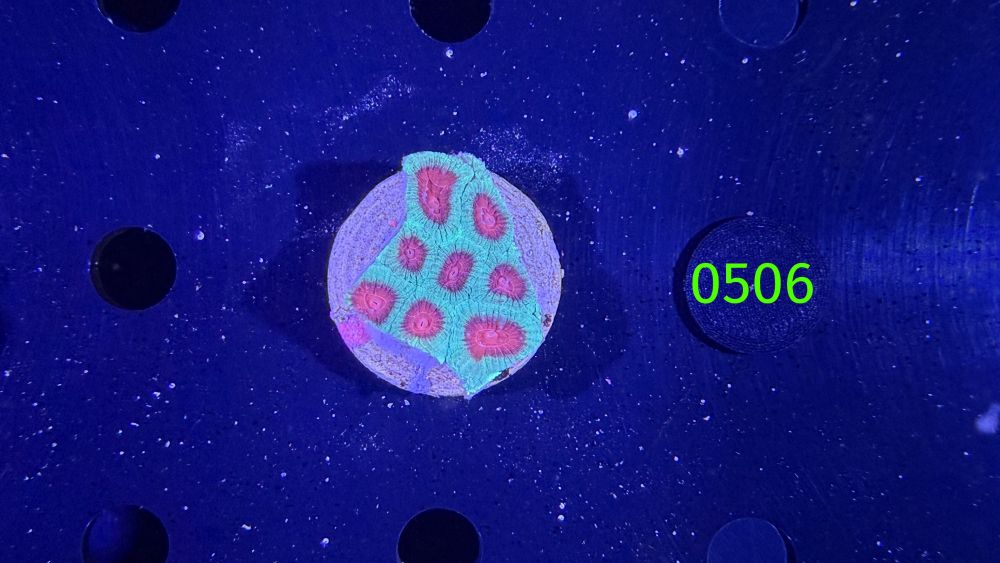 Favia sp. - Hirnkoralle 0506