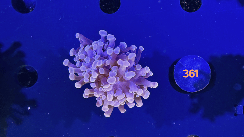 Euphyllia paraancora "dark Rose" 0361
