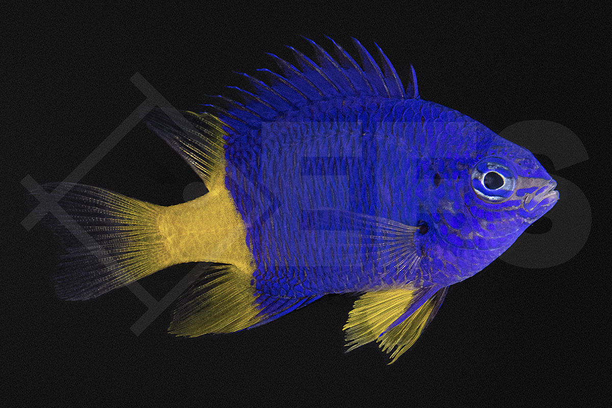 Chrysiptera arnazae - Gelbflossen-Demoiselle