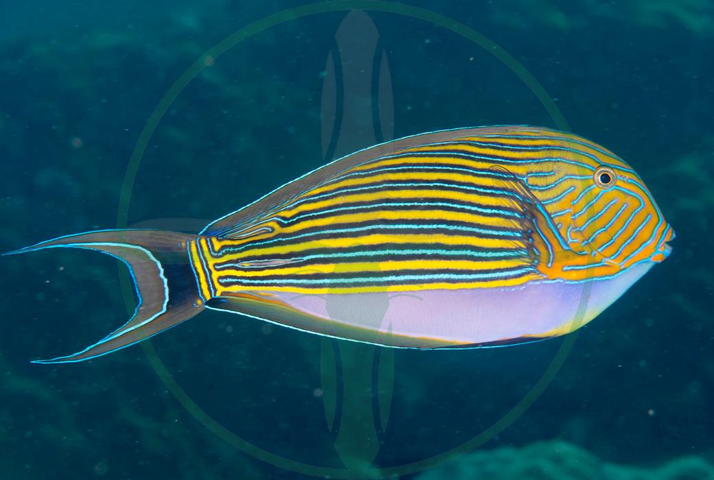 Acanthurus lineatus - Blaustreifen Doktorfisch