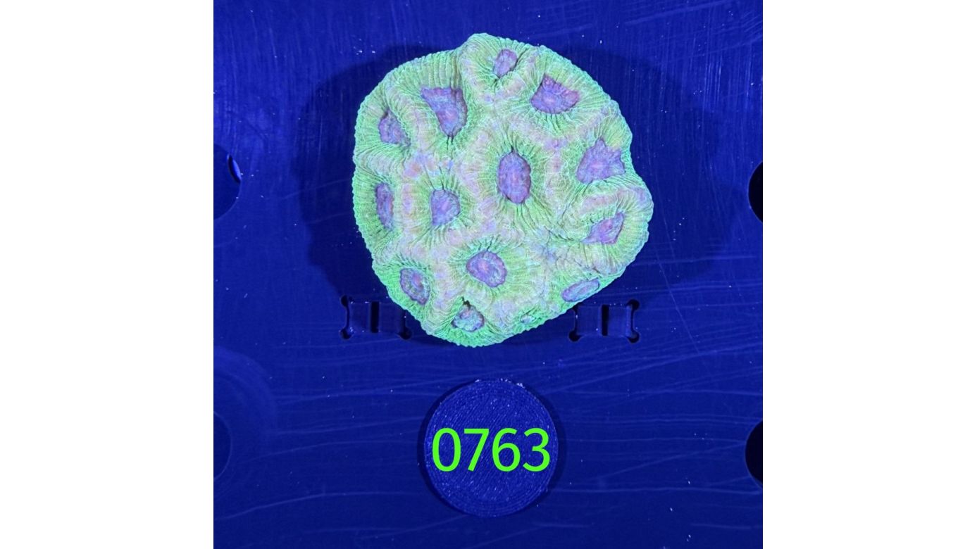 Goniastrea sp. WYSIWYG 0763