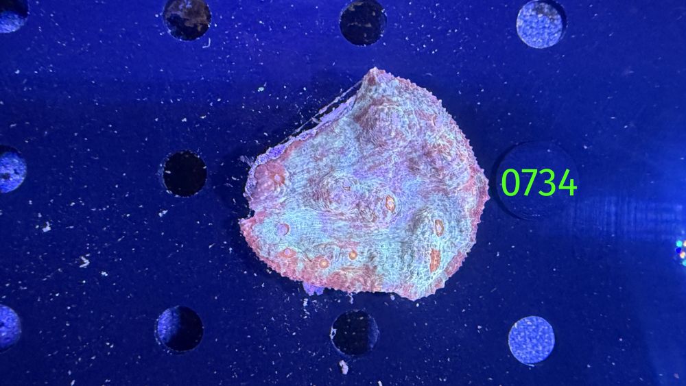 Echinophyllia/Chalice WYSIWYG 0734