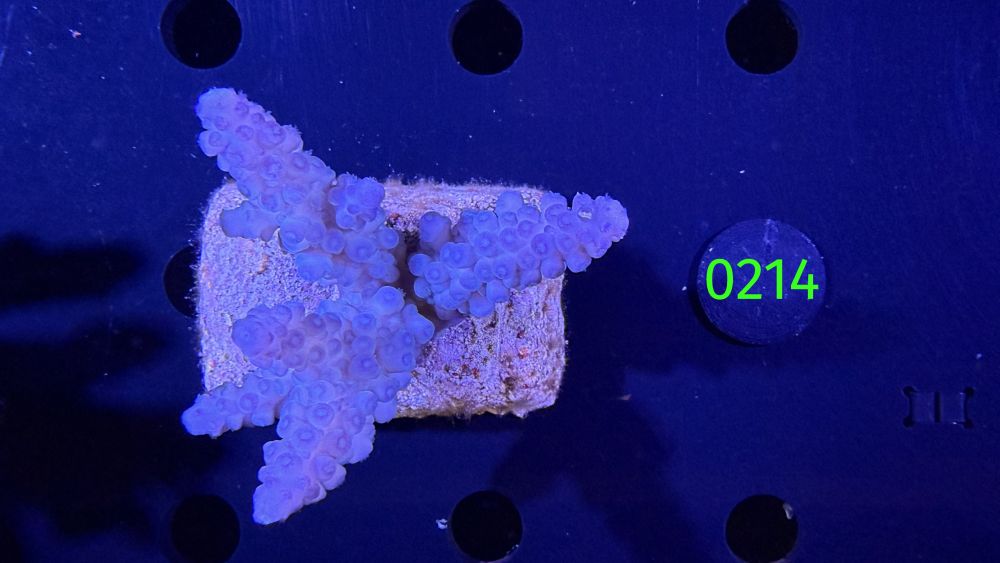 Acropora sp. WYSIWYG 0214