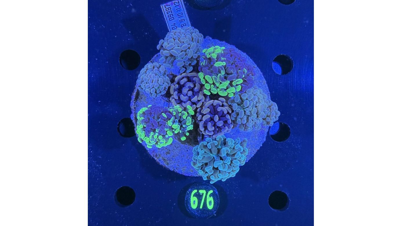 Euphyllia paraancora Kolonie WYSIWYG 0676