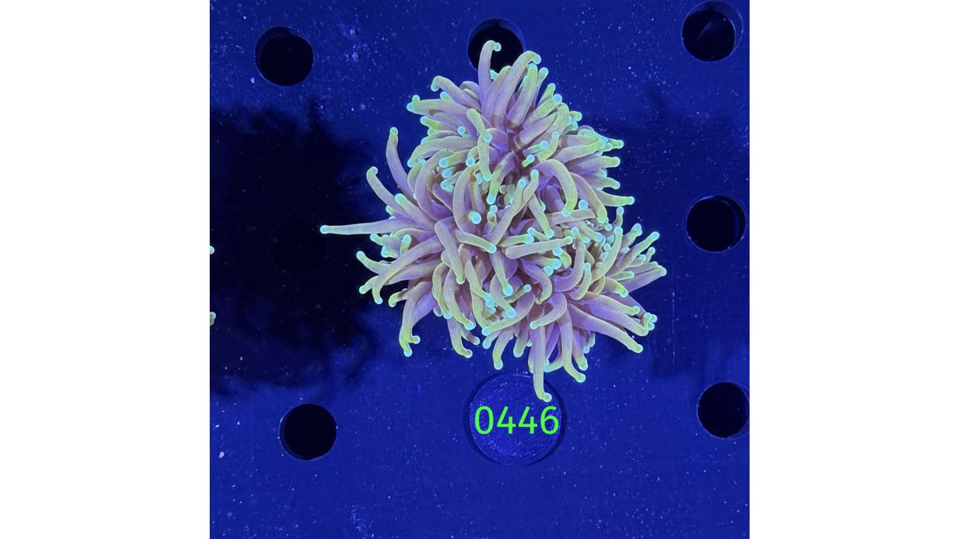 Euphyllia glabrescens - Fackelkoralle Torch 0446