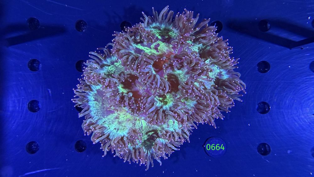 Catalaphyllia jardinei WYSIWYG 0664