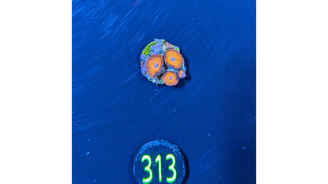 Zoanthus sp. - Krustenanemone "Kedd Red" PlanktonPlus Nachzucht 0313