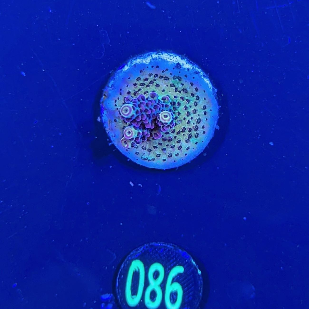 Acropora sp. PC rainbow - Deutsche Nachzucht 0086