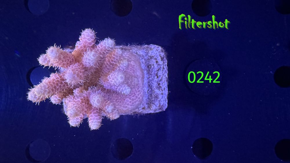 Acropora sp. WYSIWYG 0242
