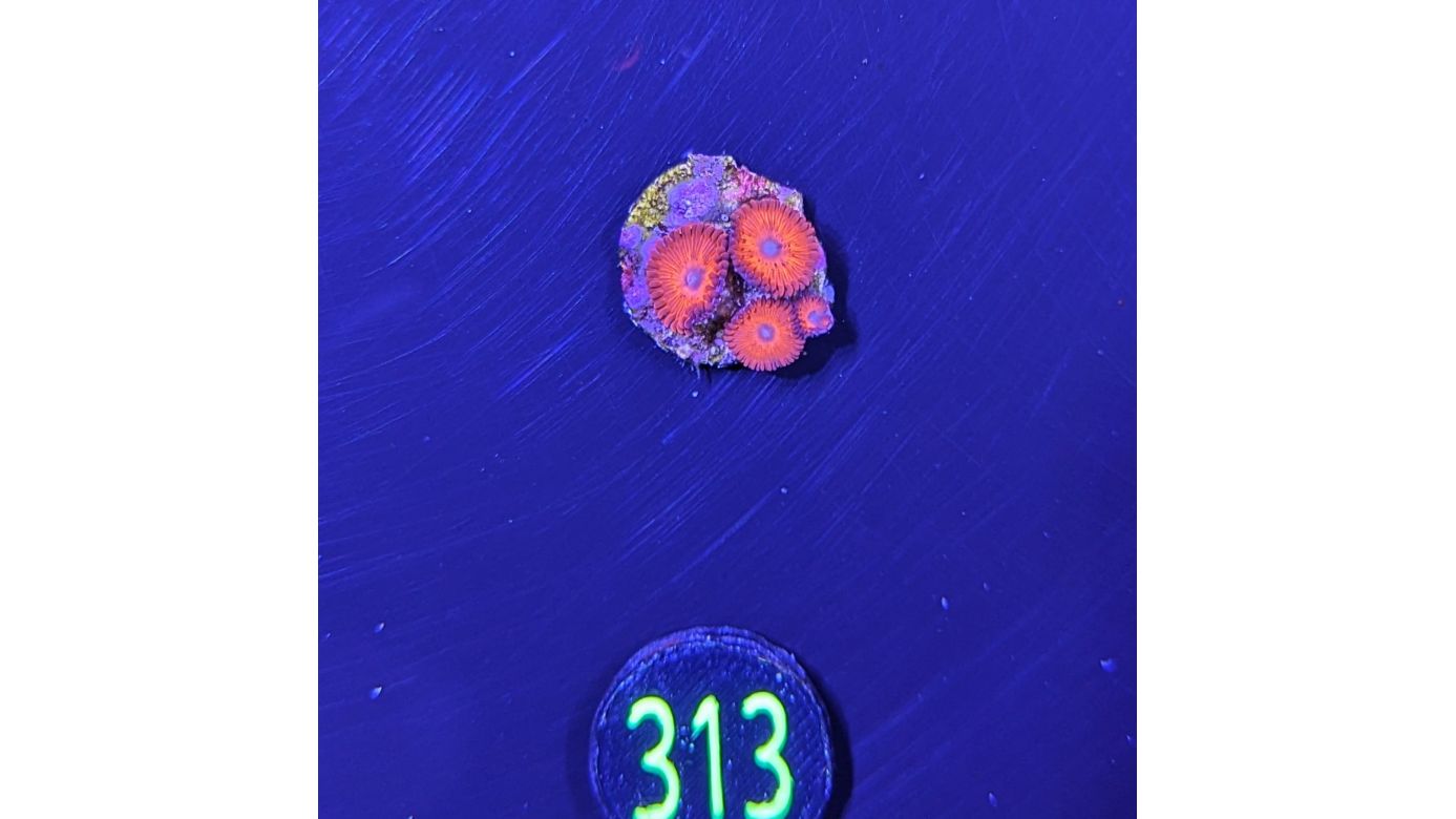 Zoanthus sp. - Krustenanemone "Kedd Red" PlanktonPlus Nachzucht 0313