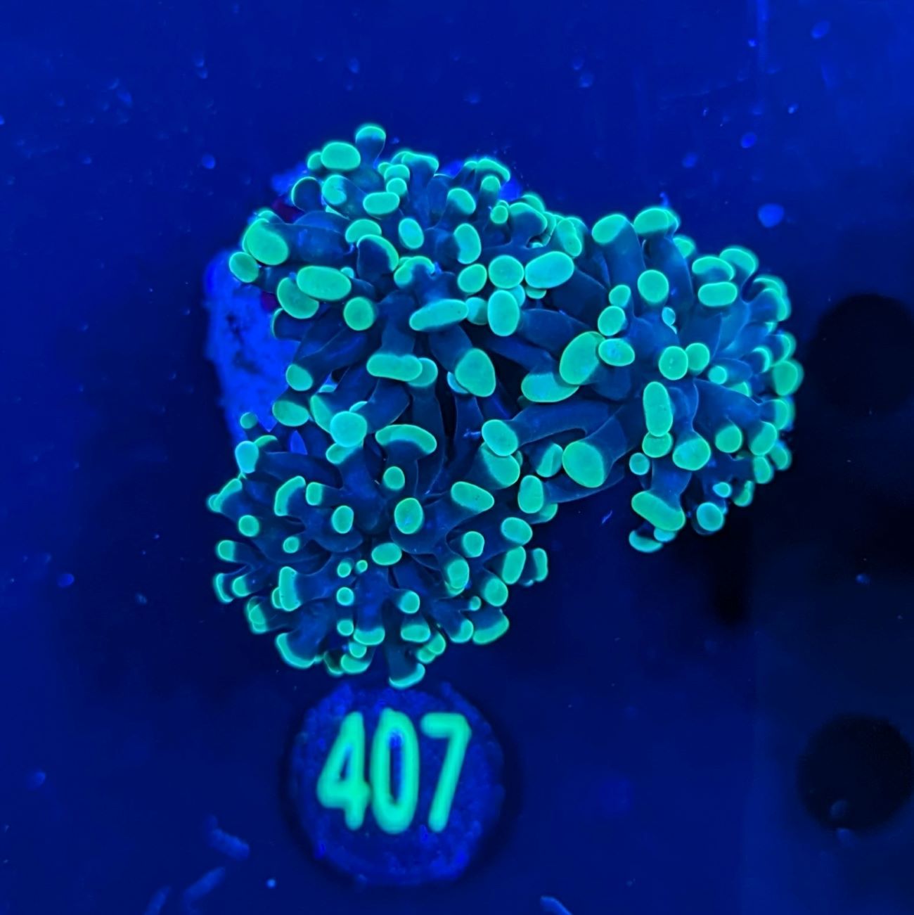 Euphyllia paraancora 3 Kopf "grün" - Deutsche Nachzucht 0355