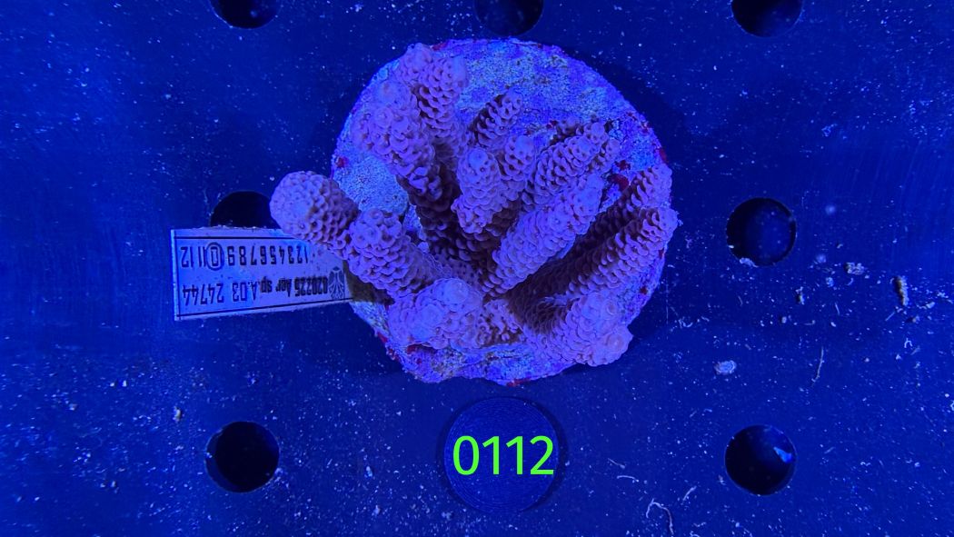Acropora sp. WYSIWYG 0112