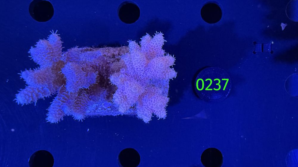 Acropora sp. WYSIWYG 0237