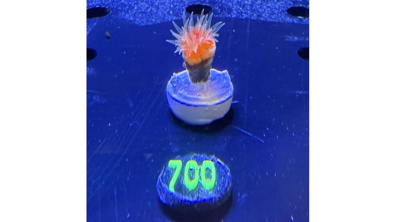 Dendrophyllia sp. - Kelchkoralle 0700