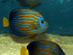 Chaetodontoplus cephalareticulatus - Kaiserfisch