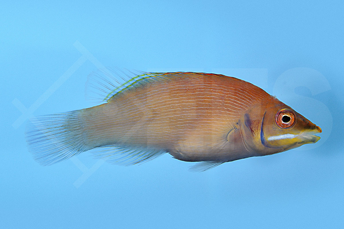 Pseudocheilinus evanidus - Streifen Zwerglippfisch