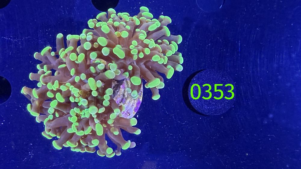 Euphyllia paraancora - 2 Kopf "grün" Deutsche Nachzucht 0353