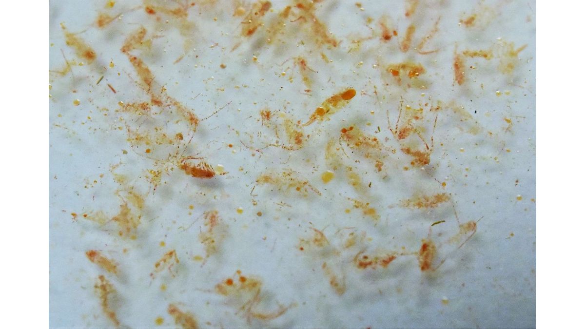 Fauna Marin Ocean Plankton echtes Calanus Plankton 100 ml