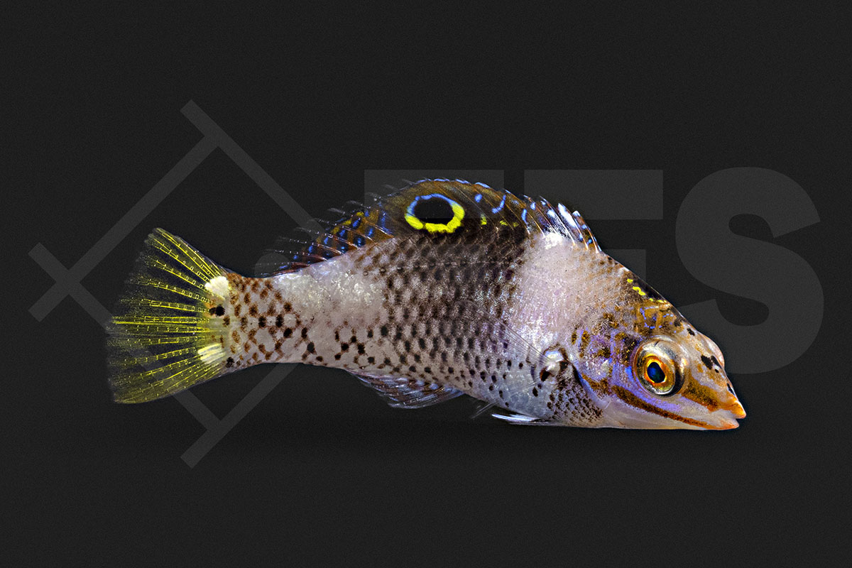 Halichoeres hortulanus - Schachbrett Junker