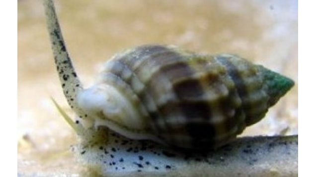 Nassarius vibex - Sandschnecke