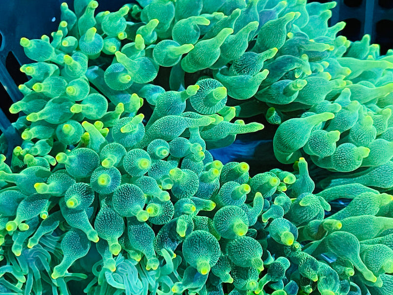 Entacmaea quadricolor - Blasenanemone grün Nachzucht