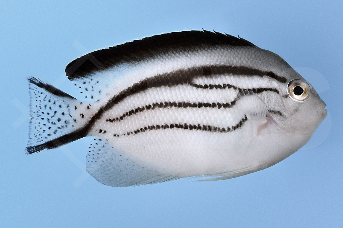 Genicanthus lamarck - Lamarcks Lyrakaiserfisch