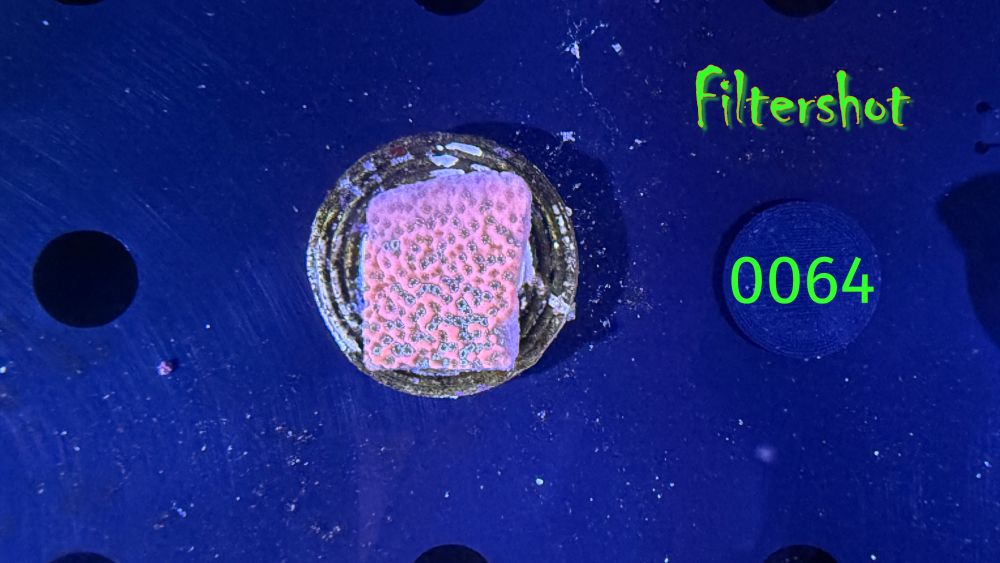 Montipora sp.- Kleinpolypige Steinkoralle "Tropical Thunder" DNZ 0064