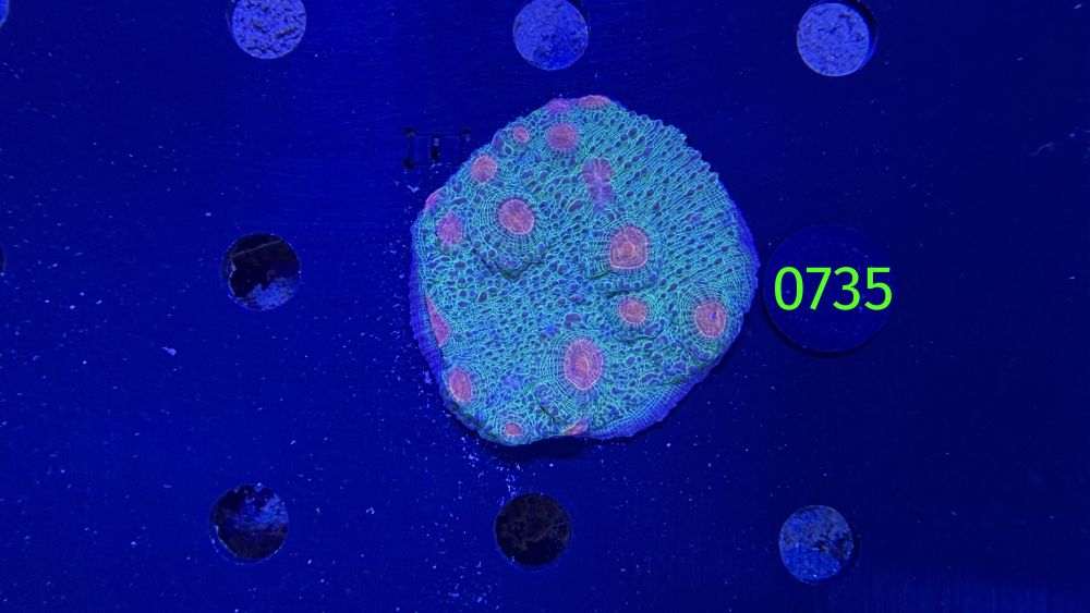 Echinophyllia/Chalice WYSIWYG 0735