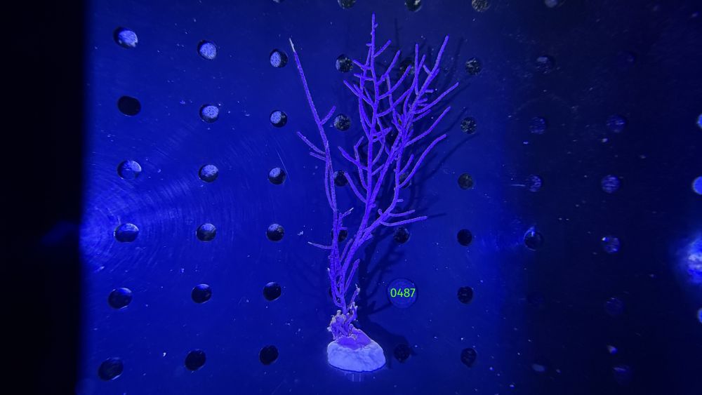Pseudopterogorgia bipinnata - Blaue Meerfeder WYSIWYG 0487