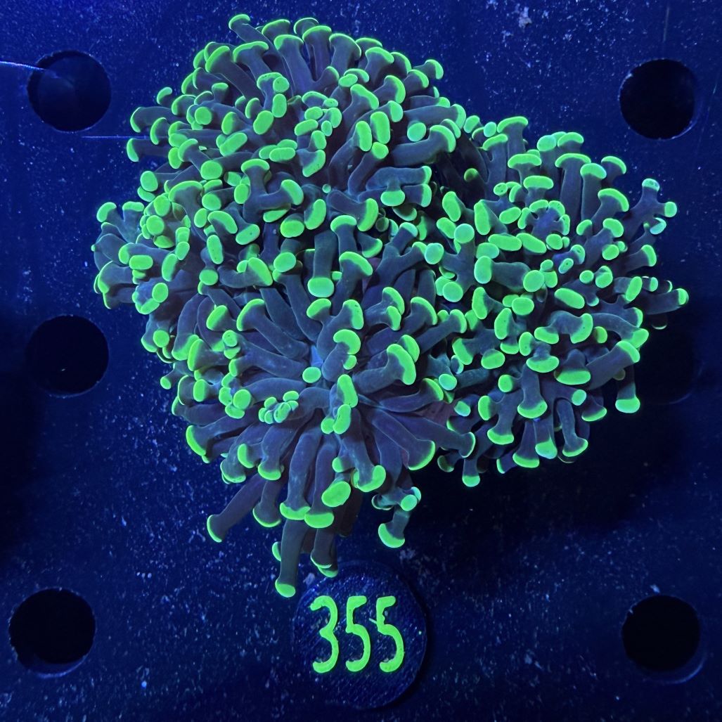 Euphyllia paraancora 3 Kopf "grün" - Deutsche Nachzucht 0355