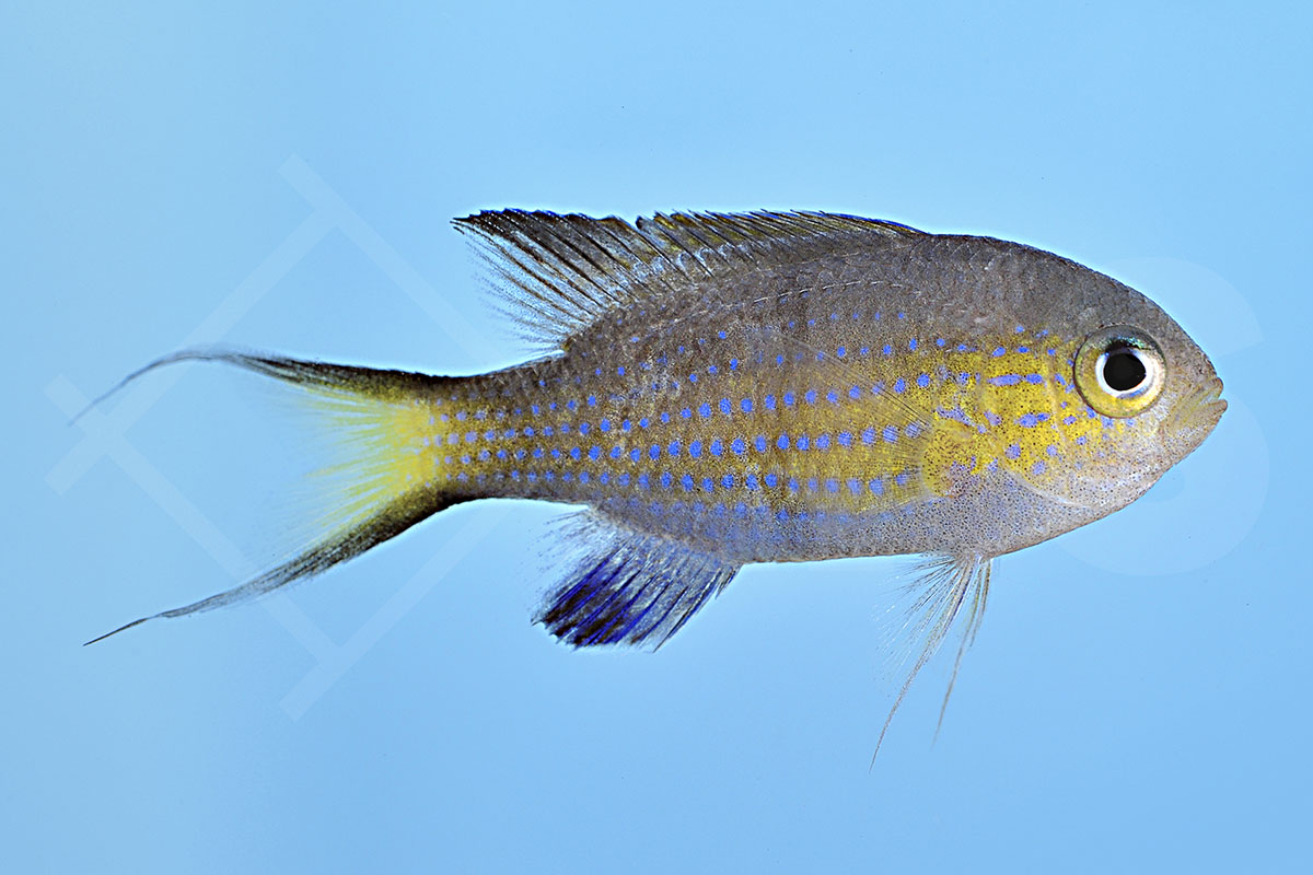 Chromis vanderbilt - Blaugelbes Schwalbenschwänzchen