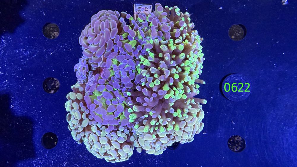 Euphyllia paraancora Kolonie WYSIWYG 0622