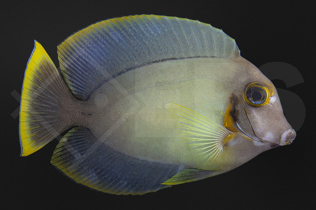 Acanthurus pyroferus - Schokoladen Doktorfisch