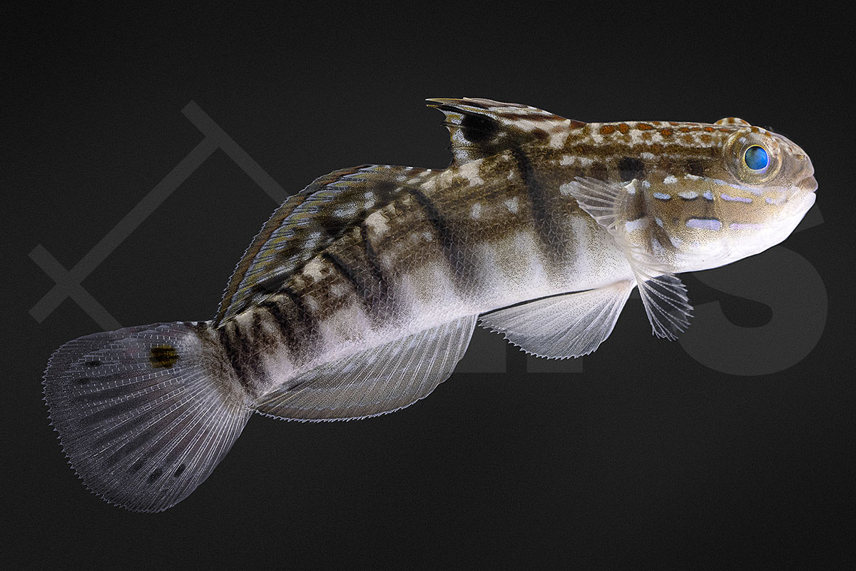 Amblygobius phalaena - Bagger Grundel Braunstreifengrundel