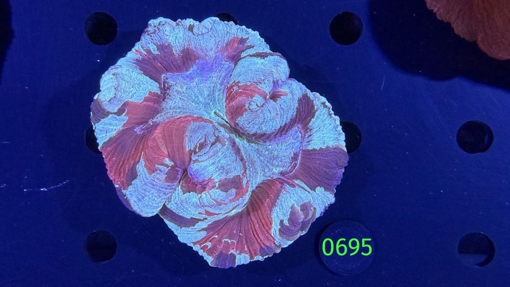 Trachyphyllia geoffroyi WYSIWYG 0695