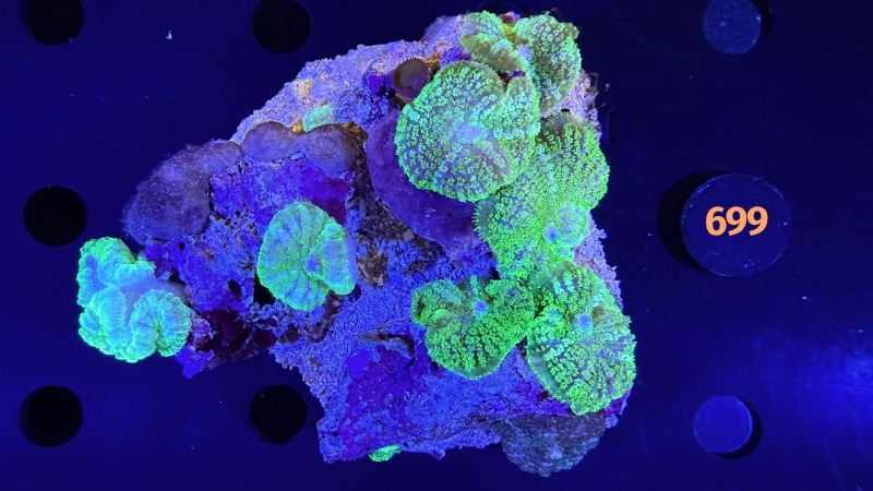 Rhodactis sp. Rock WYSIWYG 0699