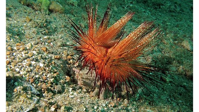 Astropyga radiata - Roter Diademseeigel