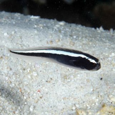 Pholidichthys leucotaenia - Weissstreifen-Aalgrundel