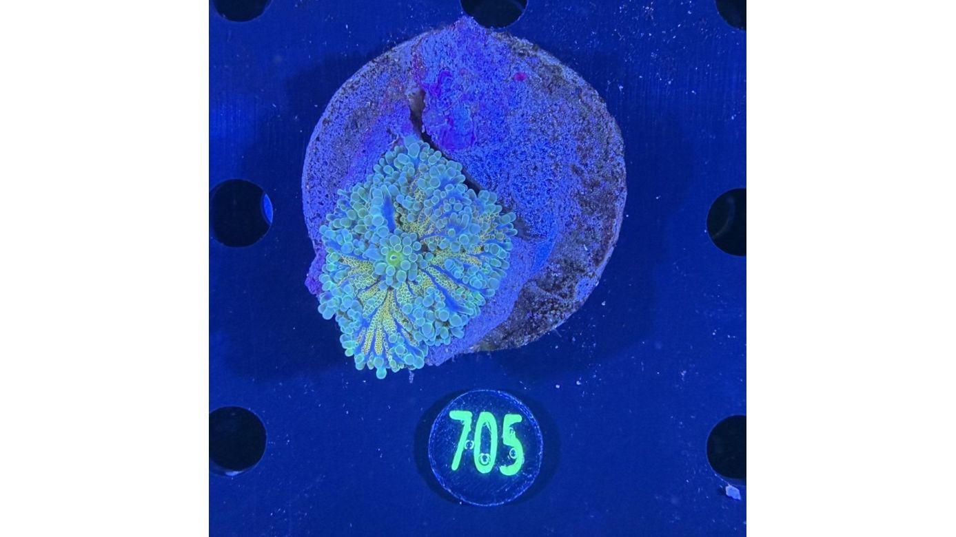 Ricordea sp. WYSIWYG 0705