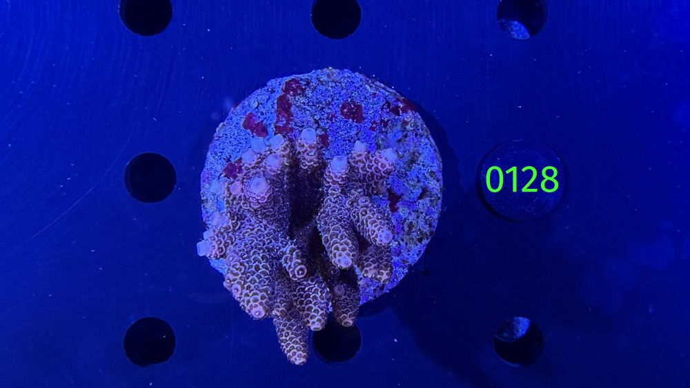 Acropora sp. WYSIWYG 0128