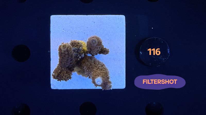 Acropora sp. WYSIWYG 0116