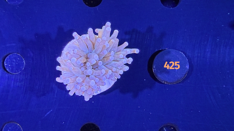Euphyllia glabrescens - Fackelkoralle Torch 0425