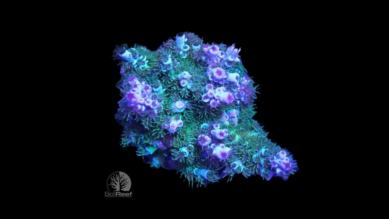 SciReef Acropora kenti TWIN MAXX Grade 2 0291