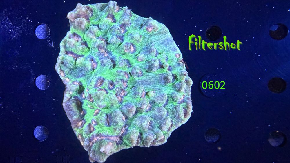 Echinophyllia/Chalice WYSIWYG 0602