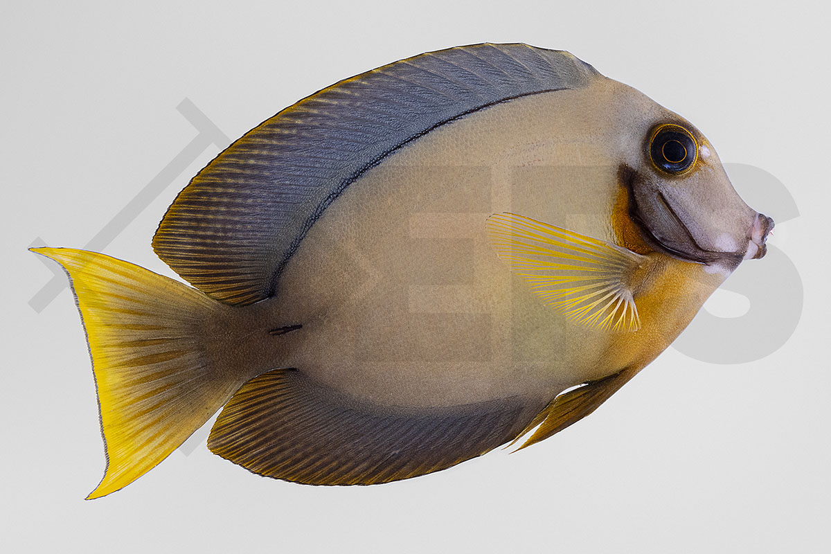 Acanthurus pyroferus - Schokoladen Doktorfisch