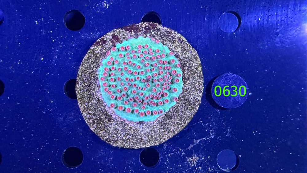 Cyphastrea sp. WYSIWYG 0630